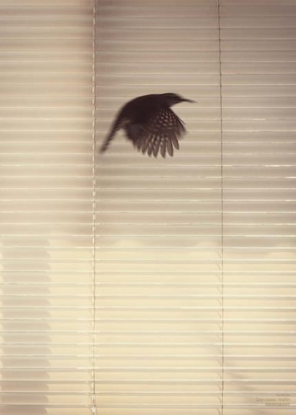 50x70 cm Isaac Wallin - Fly Free