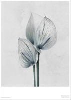 Billede af VisseVasse Plakat 50x70 cm Vee Speers - Botanica Anthurium Andreanum OUTLET