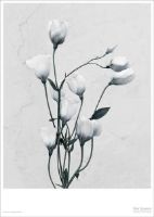 Billede af ViSSEVASSE Plakat Vee Speers 15x21 cm - Botanica Eustoma Grandiflorum OUTLET