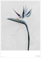 Billede af ViSSEVASSE Plakat Vee Speers 15x21 cm - Botanica Strelitzia Reginae OUTLET