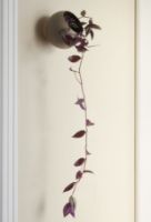 Billede af AYTM Globe Væg Blomsterkrukke Ø: 17 cm - Taupe 