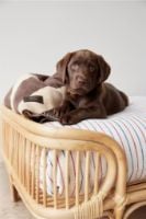 Billede af OYOY Otto Dog Bed Small 56x44x28 cm - Nature
