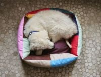 Billede af HAY Dog Bed Small 21x52x60 cm - Multi
