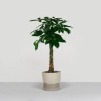 Billede af Ro Collection Two Tone Planter Floor Large Ø: 34 cm - Dune Grey
