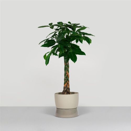Ro Collection Two Tone Planter Floor Large Ø: 34 cm - Dune Grey