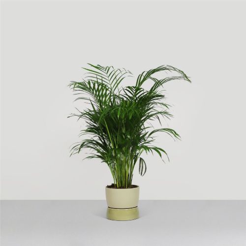 Ro Collection Two Tone Planter Floor Small Ø: 26 cm - Artichoke Green