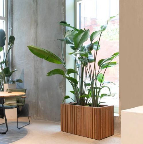 Squarely Copenhagen GrowLARGE 90x45 cm - Dark Oak